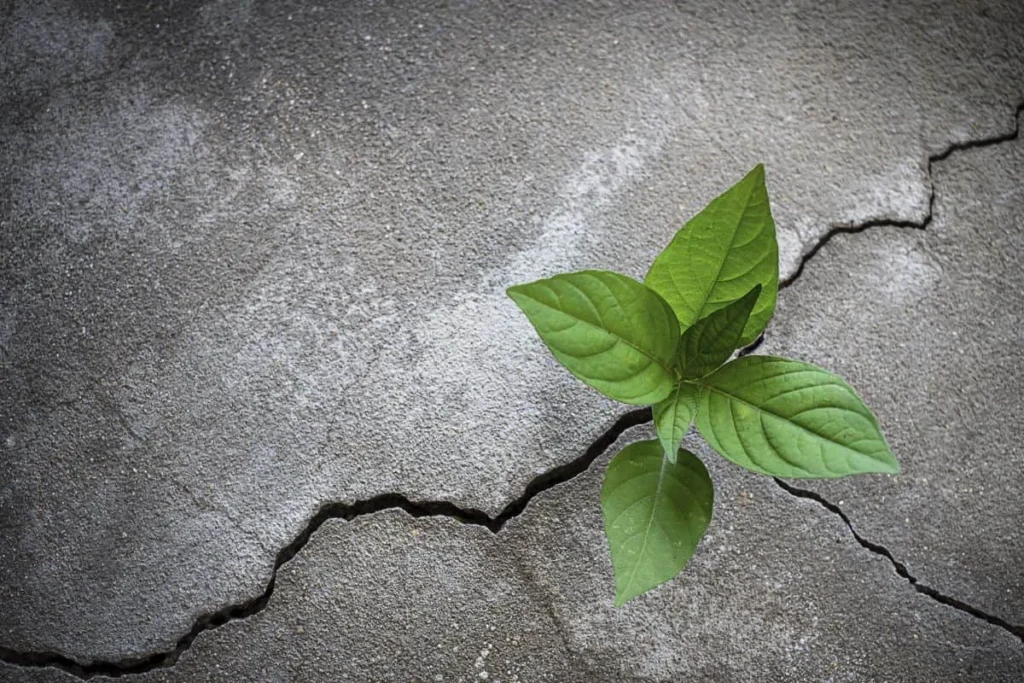 Overcoming Setbacks on Your Growth Journey
